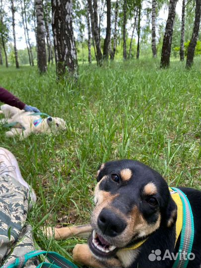 Австралийский келпи в добрые руки