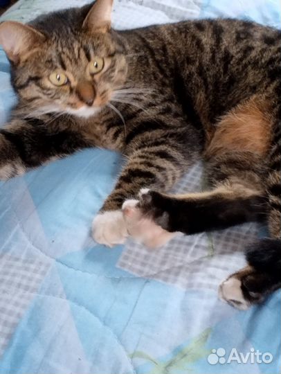 Нашли кота