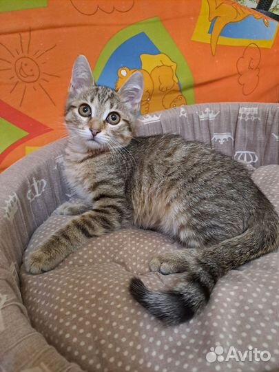 Котенок мальчик 4.5 мес