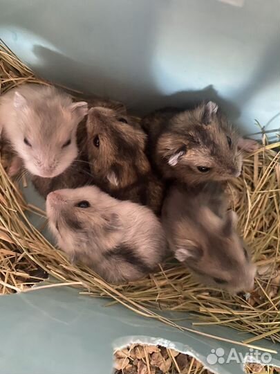 Хомяки джунгарики