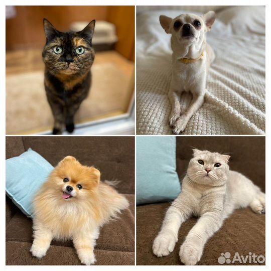 Квартирная передержка кошек/собак индивидуальная