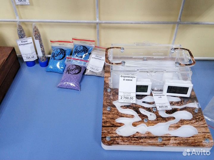 Муравьи Messor structor