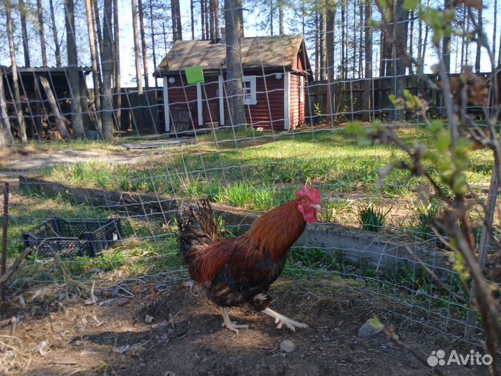 Продам петуха