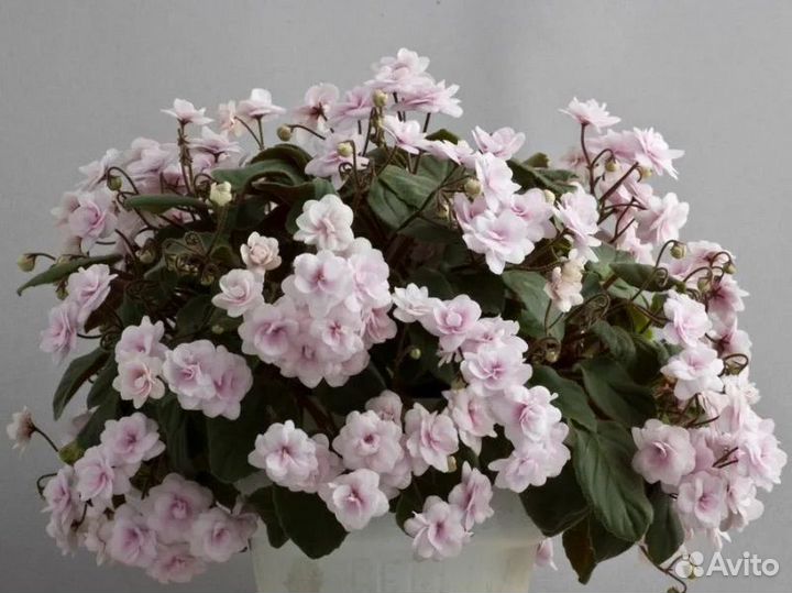 Сортовые фиалки ампельные