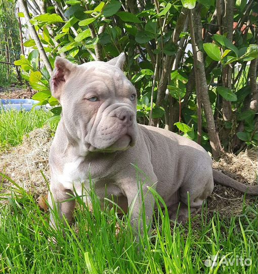 Американский булли