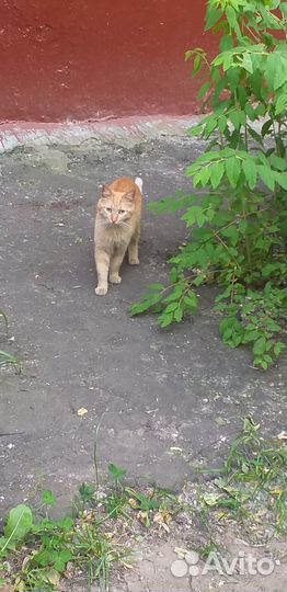 Рыжий молодой котик