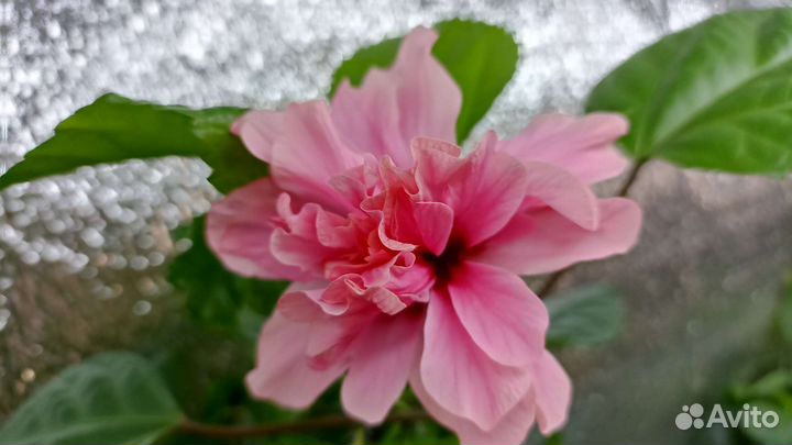 Гибискусы сортовые. Прививки, черенки