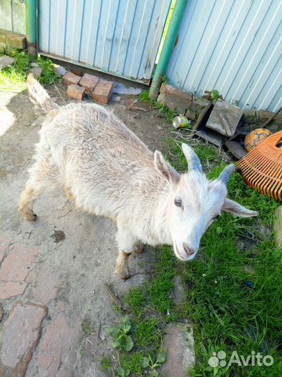 Козлята