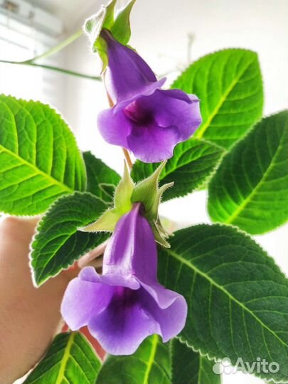 Глоксиния-тидея