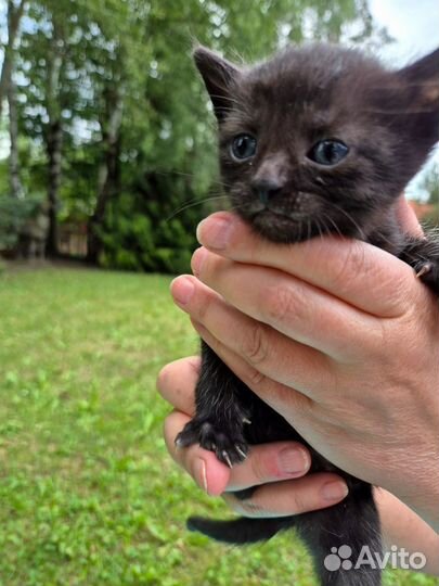 Чудо Котенок Мишенька ищет дом