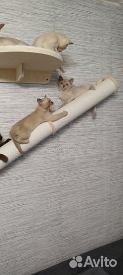 Мальчики, девочки,3 окраса