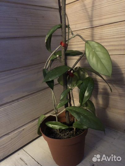 Хойя карноза