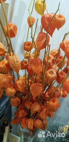 Физалис сухоцвет