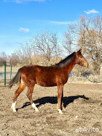 Жеребчик англо-дончак