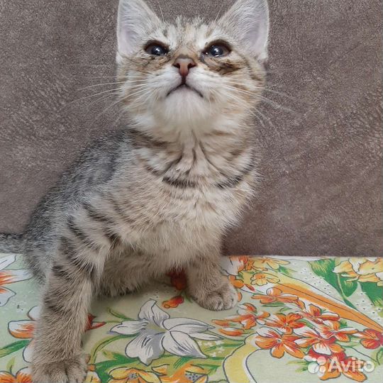 Котенок, девочка