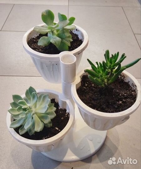 Крассула, толстянка