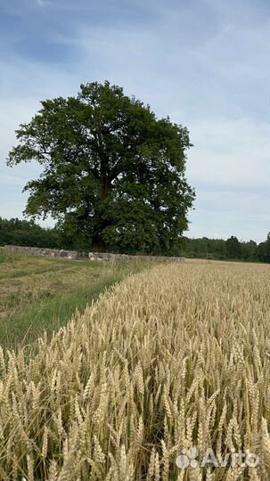 Индивидуальные экскурсии Калининградская область