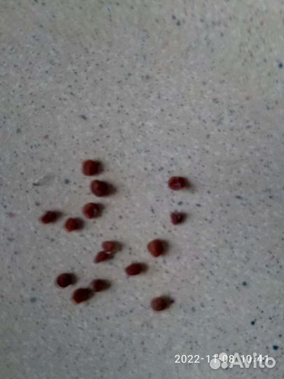 Семена цикламена