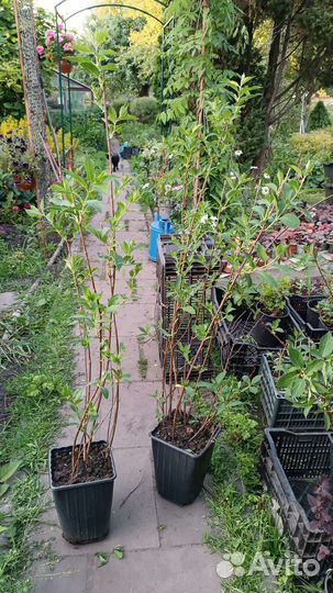 Гортензия куишу