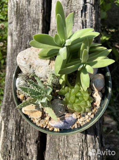 Композиция с суккулентами