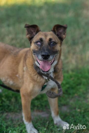 Собака в добрые руки