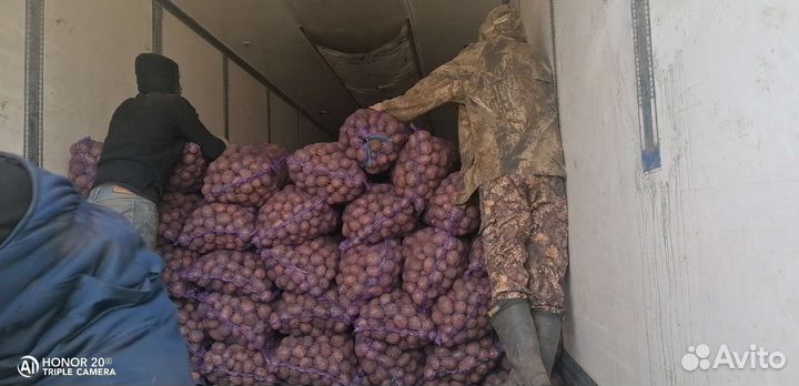 Семенной картофель