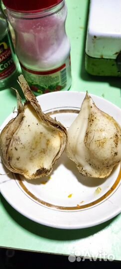 Лук суворова Анзур, слоновий лук