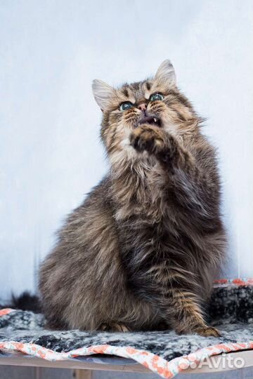 Мисс Совершенство