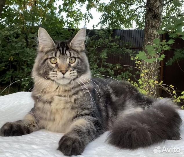 Котята мейн-кун мальчик