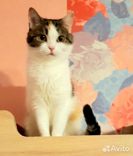 Нежный цветочек асия