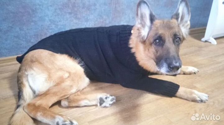 Вязаная одежда для собак и кошек на заказивналичии