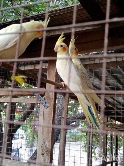 Попугай корелла мальчик