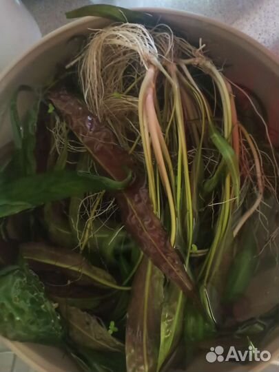 Криптокорина апоногетонолистная