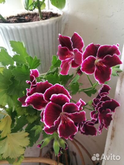 Герань пеларгония