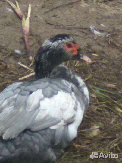 Селезни индоутки