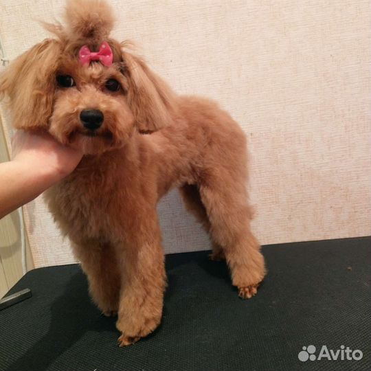 Бесплатная стрижка собак и кошек у стажера