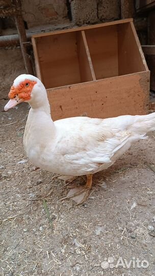 Селезень индоутки