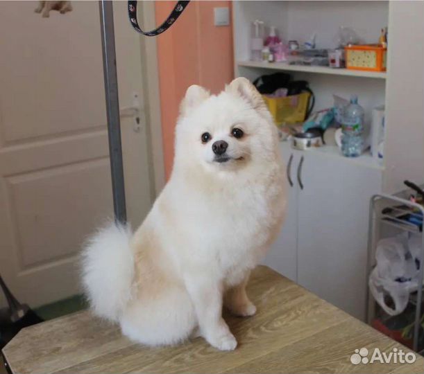 Стрижка собак и кошек. Тримминг, груминг крупных п