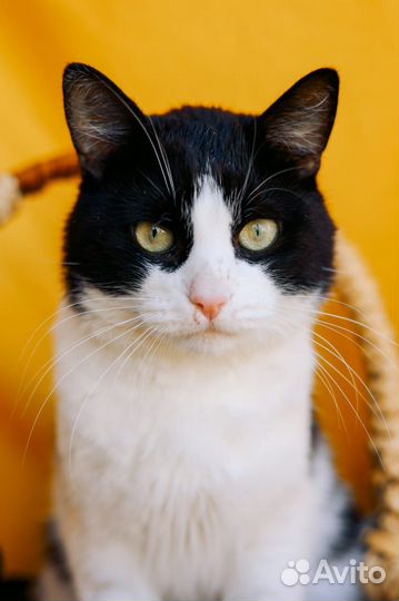 Шикарный кот Барон из приюта ищет дом