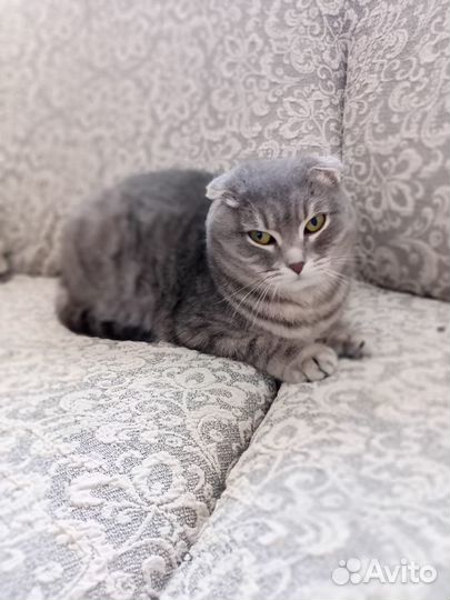 Кошка в дар бесплатно