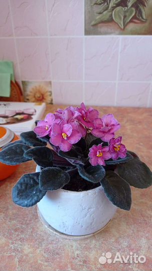 Фиалка розовая