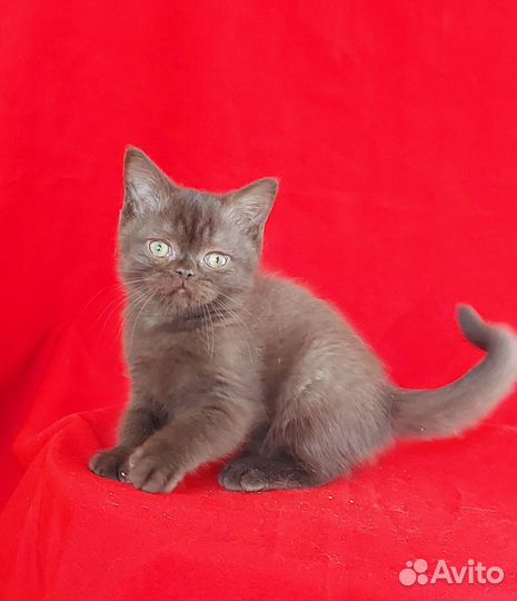 Котик