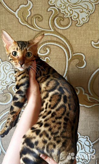 Бенгальские котята