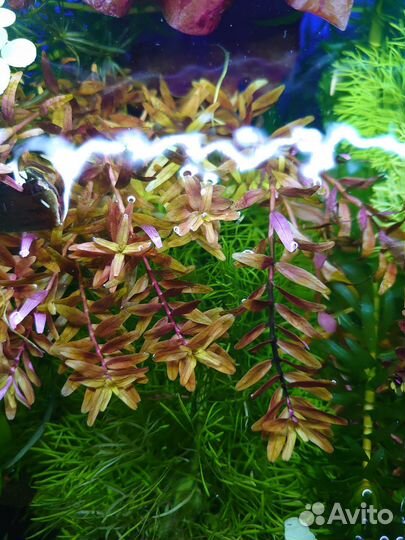 Аквариумные растения