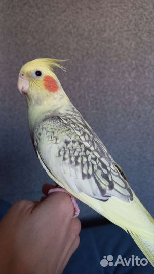 Попугай карелла