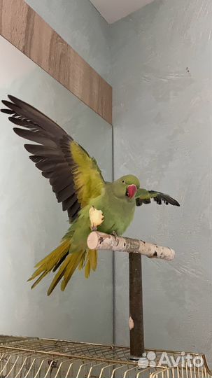 Ожереловый попугай