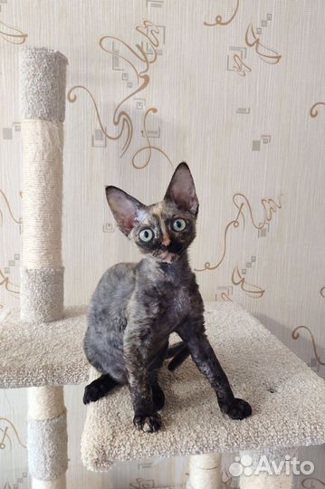 Девон-рекс кошечка