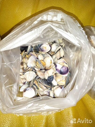 Морские ракушки