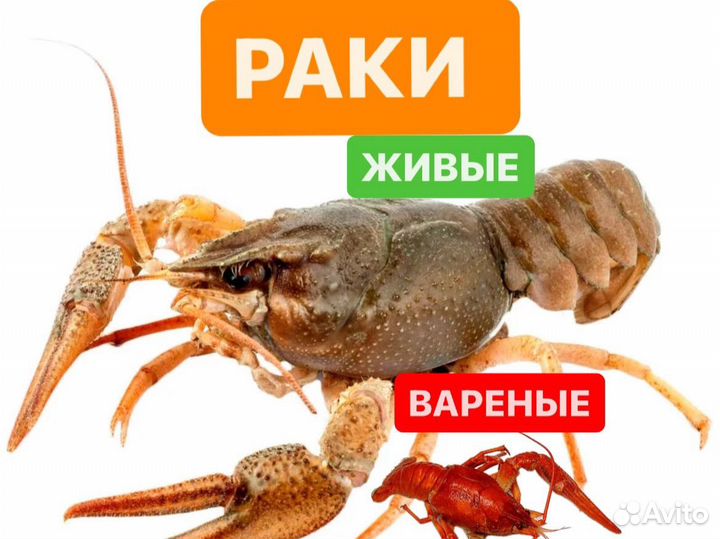 Раки живые и вареные