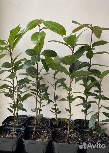 Саженцы лаврового листа